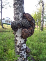 Rajaniemi. Karhu? Puuhun kiipeämässä!