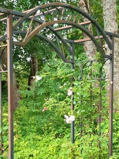 Ruusuja Mustion Linnan puutarhassa